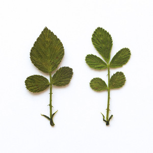 Feuilles de <span class=keywords><strong>fraise</strong></span> sauvage séchées et pressées naturelles pour le scrapbooking, la création de cartes, la décoration artisanale, véritable spécimen végétal - Product Image 5
