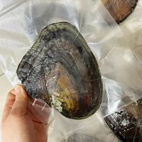 Perles d'eau douce naturelles et coquilles d'huîtres géantes - Couleurs assorties, emballées sous vide, vente en gros pour cadeaux