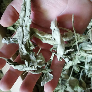 ハーブ<span class=keywords><strong>Mullein</strong></span> Mightbrier <span class=keywords><strong>Leaf</strong></span>用の高品質の新しい生天然Solanum erianthum - Product Image 6