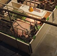 Enclos de maternité moderne en PVC pour porcs, double/simple, pour truies et porcelets