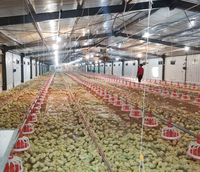Edificio de gallinero prefabricado barato gallinero granja avícola Gallinero