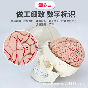 Crâne avec modèle de cerveau attaché ; Crâne humain, cerveau, neurologie, anatomie crânienne ; Suture osseuses ; Crâne avec modèle de cerveau attaché - Product Image 4