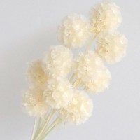 Roze geconserveerde Pristimera windmolenbladeren gedroogd fruit Scabiosa bloemknoppen - 5 stelen voor Kerstmis, afstuderen, Valentijnsdag, Pasen