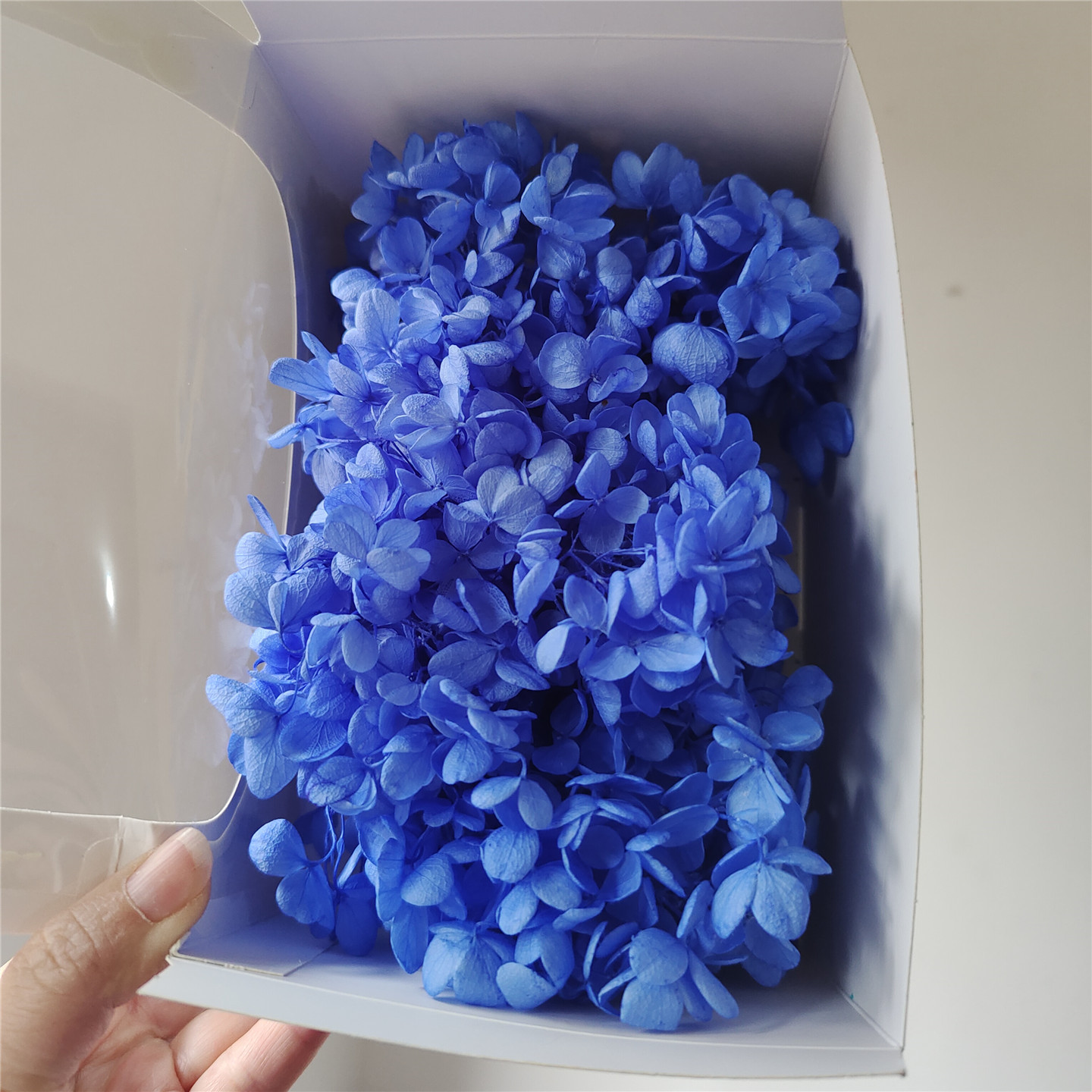 Hortensia en bois bleu foncé-20g par boîte
