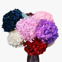 Hortensia séché naturel Anna bicolore dégradé, tige unique, blanchi, fleur éternelle pour décoration de mariage et de maison
