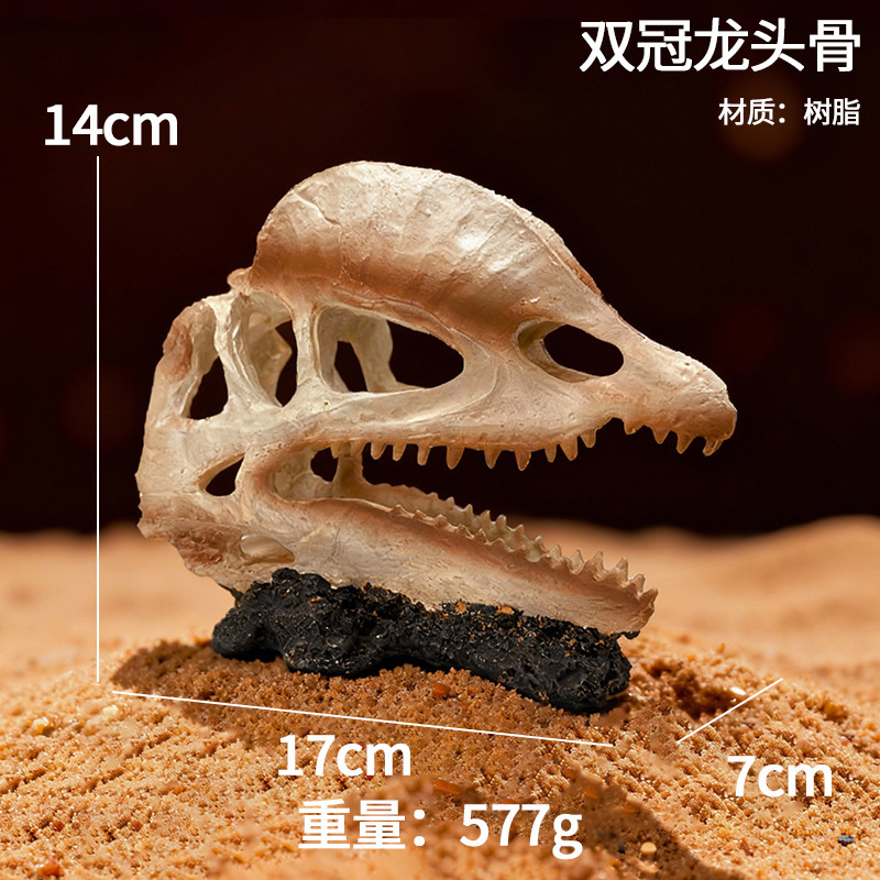 Crâne de dragon à double couronne