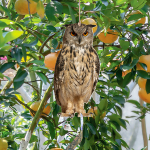 Répulsif à oiseaux double face en acrylique Magicatch, pendentif hibou, imperméable et résistant aux intempéries, ornement suspendu pour ferme, jardin, extérieur - Product Image 5