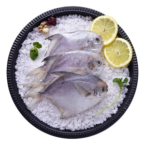 ใหม่ฤดูเงิน <span class=keywords><strong>Pomfret</strong></span> แช่แข็งสีขาว <span class=keywords><strong>Pomfret</strong></span> ปลาที่มีขนาด80-100-150-200g - Product Image 2