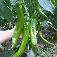 Graines de piment hybrides F1 naturelles non-OGM, graines de poivron vert à haut rendement, graines de légumes de qualité pure pour la vente en gros