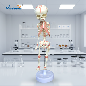 Modelo Anatómico <span class=keywords><strong>de</strong></span> Esqueleto <span class=keywords><strong>de</strong></span> Feto <span class=keywords><strong>de</strong></span> <span class=keywords><strong>30</strong></span> <span class=keywords><strong>Semanas</strong></span> <span class=keywords><strong>de</strong></span> Edad, en Plástico/PVC, para Ciencias Médicas, Escuelas y Hospitales, Modelo VIC-L014 <span class=keywords><strong>de</strong></span> Vic Science - Product Image 3