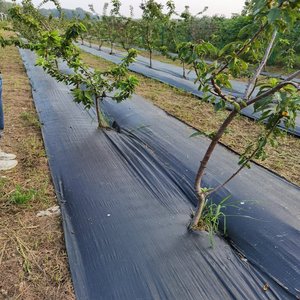 <span class=keywords><strong>Enon</strong></span> 2x100m 2% UV Biodegradable PP Película de mantillo Tela de paisaje Estera de jardín Barrera de malezas duradera - Product Image 3