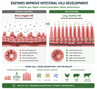 Complexe multi-enzymes fermenté d'Aspergillus Oryzae pour réduire le FCR et la diarrhée, améliorer la digestibilité des aliments pour l'élevage porcin et avicole
