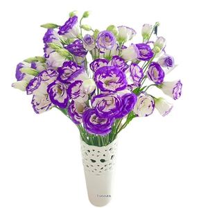 Suministro Directo de Kunming, <span class=keywords><strong>Eustoma</strong></span> <span class=keywords><strong>Grandiflorum</strong></span> Fresca de la Marca Guoxiaomi con Capullos, 8-13 Ramas/Atado, Pétalos de 5cm para Otras Ocasiones - Product Image 6