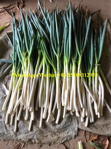 Einfache Bedienung Spinat-Sellerie-Wurzel reinigungs maschine/Lauch-Schalotten-Wurzel schälmaschine/Wurzel schneide maschine - Product Image 6