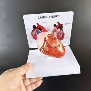 Anatomía <span class=keywords><strong>del</strong></span> Corazón de <span class=keywords><strong>Perro</strong></span> Saludable, Órganos Internos Caninos, Modelo de <span class=keywords><strong>Esqueleto</strong></span> de <span class=keywords><strong>Perro</strong></span>, Recursos Educativos Médicos - Product Image 4