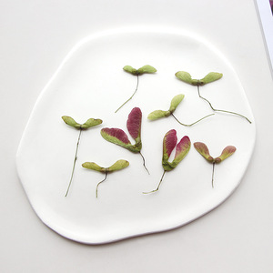 Feuilles d'érable naturelles séchées pressées pour la décoration de cadres photo DIY, matériel artisanal, emballage cadeau - Product Image 3