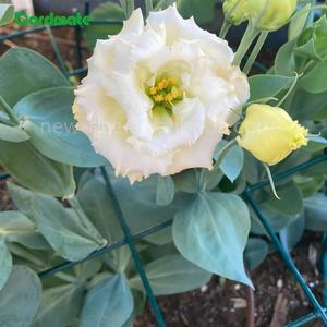 Lot de 3 supports de plantes ronds en acier moderne <span class=keywords><strong>pour</strong></span> tomates, légumes et fleurs en plein air, cerceaux de soutien <span class=keywords><strong>pour</strong></span> pivoines - Product Image 3