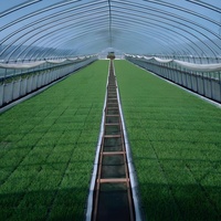 Serre agricole simple travée en acier galvanisé avec système hydroponique et couverture en PE pour tomates