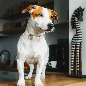 Venta al por mayor de bandanas y collares ajustables clásicos a cuadros para perros con lazo para cachorros y gatos, conjunto de correa y collar para perros - Product Image 6