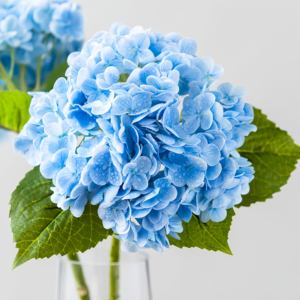 Grosir bunga dekorasi rumah pernikahan Hortensia Biru lateks Hortensia besar hidrangea sentuh asli buatan untuk Hari Valentine - Product Image 5