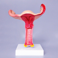 Modèle médical d'organe reproducteur féminin Anatomie humaine Modèle d'utérus féminin