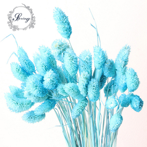 Hierba de Cola de Perro Seca al por Mayor, Flor de Phalaris Seca Barata para Decoraciones de Graduación, Día del Padre y Halloween - Product Image 1