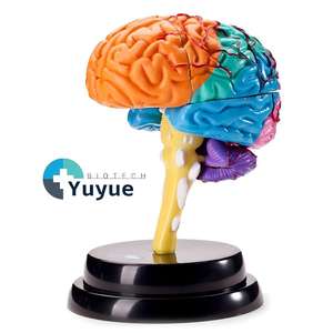 Modèle d'anatomie du cerveau humain - Pièces démontables et codées par couleur pour l'enseignement de <span class=keywords><strong>la</strong></span> <span class=keywords><strong>neurosciences</strong></span> - Product Image 1