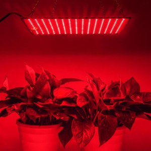 Lampes de culture LED à spectre complet avec variateur d'intensité pour serre, hydroponie, <span class=keywords><strong>germination</strong></span> de semis et culture de légumes - Product Image 2