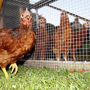 Maille de clôture en fil de fer galvanisé profond, soudée, pour jardin, ferme, oiseaux, cage à poulets, rouleau de clôture en fil de fer soudé - Product Image 3