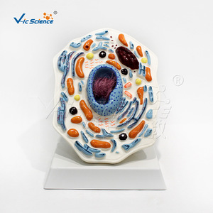 Modèle de grossissement de cellules animales, outil pédagogique biologique détachable pour les cours de biologie au collège et au lycée - Product Image 1
