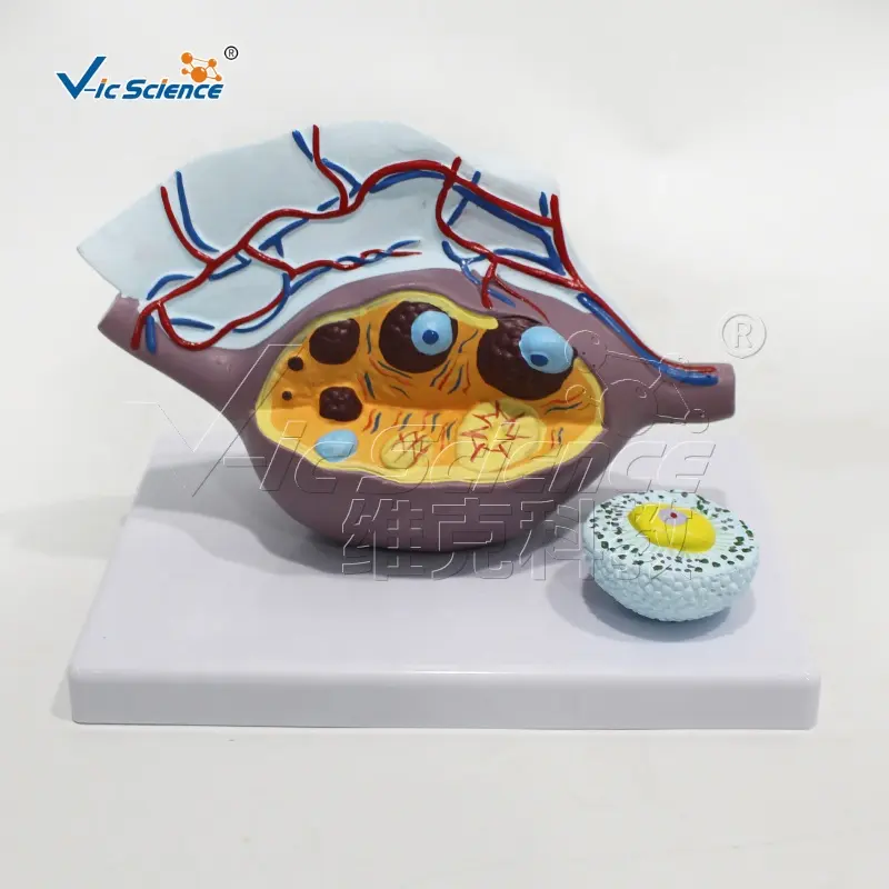 Ovary Structure anatomy of the human fallopian stages of maturation