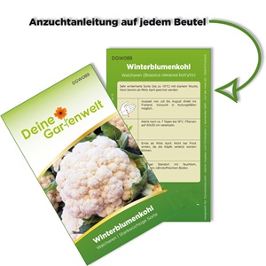 Kit organico per piante di cavolfiore invernale per piante da giardino seminatura Kit di piante per varietà Walcheren per uso interno sul pavimento con gli amanti delle piante - Product Image 4