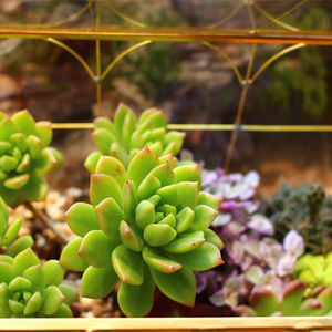 Geometrisches Haus-Terrarium aus Metall und Glas für Sukkulenten - Product Image 6