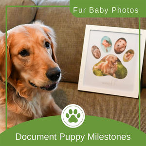 <span class=keywords><strong>Pet</strong></span> Paw baskı fotoğraf çerçeveleri için <span class=keywords><strong>Pet</strong></span> anıt hediye köpek resim çerçevesi kişiselleştirilmiş el yapımı pençe baskı kiti sevimli hediyeler - Product Image 2
