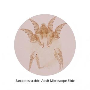 Lames de microscope préparées avec des acariens Sarcoptes adultes, spécimens de parasitologie pour l'enseignement de la biologie médicale et scientifique - Product Image 1