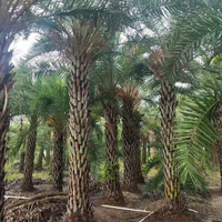 Pohon Kurma Timur Tengah Phoenix Sylvestris Pohon Palem Alami Besar Dewasa Perak Grosir Penghijauan Perkotaan Dekorasi Luar Ruangan