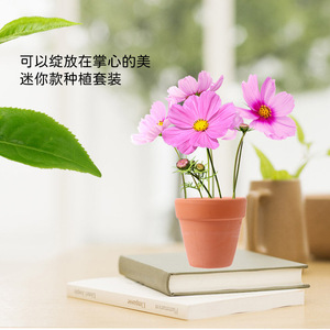 Mini kit de plantation pour enfants, expérience scientifique, observation, fleurs en pot, jouet de culture, unisexe, 4-6 ans - Product Image 1