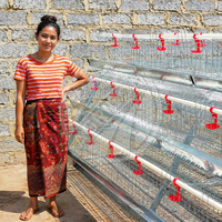 Nouvelle cage à batterie pour 128 poules, 4 niveaux, 4 portes, en acier galvanisé, avec collecte automatique des œufs, équipement d'élevage avicole Agricon