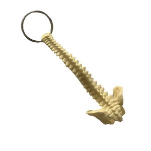 Modelo de faja espinal humana en miniatura Llavero pélvico occipital <span class=keywords><strong>posterior</strong></span> para ciencia médica - Product Image 4