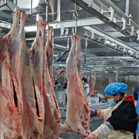 Équipement d'abattoir halal pour moutons et chèvres, machinerie de transformation complète pour carcasses de mouton, abattoir