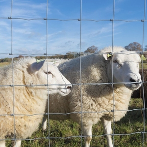 Bán buôn mạ kẽm cố định Knot lĩnh vực hàng rào gia súc/Cừu/lĩnh vực/hươu trang trại hàng rào Bảng điều chỉnh gia súc hàng rào trên trang trại - Product Image 2