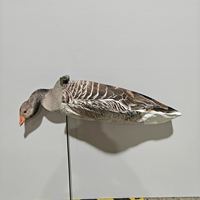 Décoy de chasse à l'oie réaliste en Tyvek, modèle Greylag Goose, avec tête 2D réaliste pour la chasse en extérieur, recyclable et anti-rayures