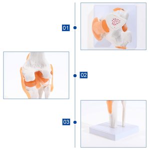 Levensgroot menselijk kniegewrichtsmodel, plastic kniegewrichtsmodel, anatomisch <span class=keywords><strong>PVC</strong></span>-<span class=keywords><strong>model</strong></span> voor demonstraties, OEM-aanpassing - Product Image 6