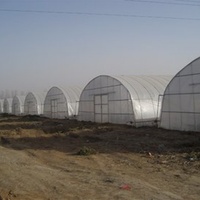 Serre agricole à tunnel unique économique pour hydroponie et culture de fraises, avec structure et film PE