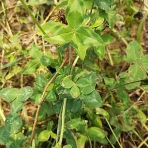 Planta pratense de trifolio 100% puro, <span class=keywords><strong>trébol</strong></span> rojo salvaje seco, en venta - Product Image 5