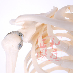 Modèle de squelette humain Masakazu, 85 cm, matériel pédagogique mobile pour les sciences médicales - Product Image 4