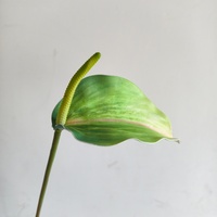 R-14 Realistische Künstliche Anthurium-Blume Einzelner Stiel Eva Grün-Rot Anthurium für Hochzeits-Blumenarrangements Heim-Tischdekoration