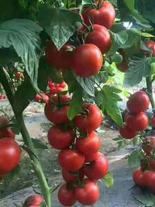 Serra commerciale del tunnel del polytunnel agricolo per il pomodoro del fungo con il sistema di raffreddamento idroponico - Product Image 3