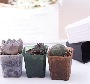 Offerta Speciale: Vasi Quadrati Trasparenti da 7cm (2,75 pollici) per Piante Grasse, <span class=keywords><strong>Cactus</strong></span> e Fiori - Contenitori Resistenti per Vivaio e Giardino - Product Image 2