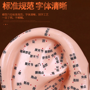 Modelo de Puntos de Acupuntura del Oído de 40 cm, Grabado en Alta Definición, para Enseñanza de Masaje, Zonas de Reflejo del Oído Humano - Product Image 5